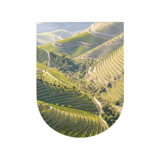 Région viticole Portugal